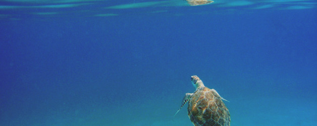 Swimming with Turtles in St Thomas