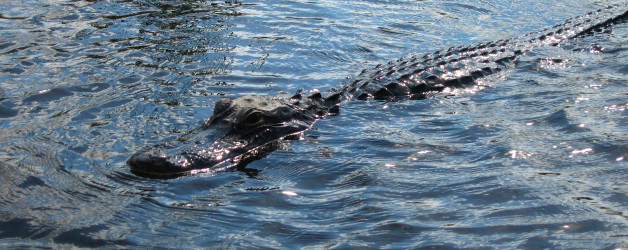 Airboat Tour of the Everglades